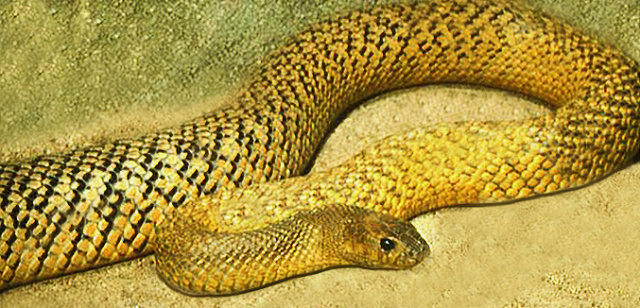 10 самых опасных змей в мире