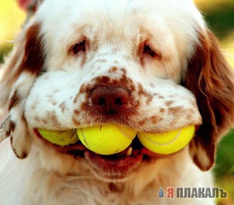 СОБАКИ и ЩЕНКИ. Все про собак!