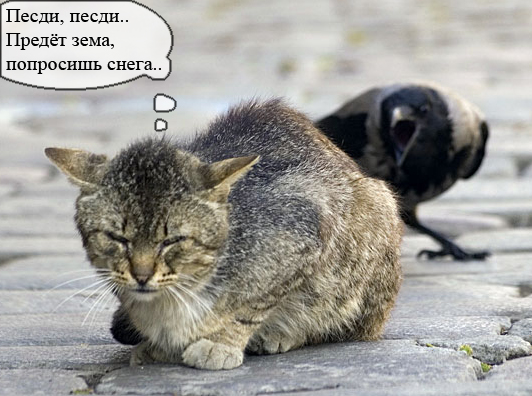 Коты, кошки, котята