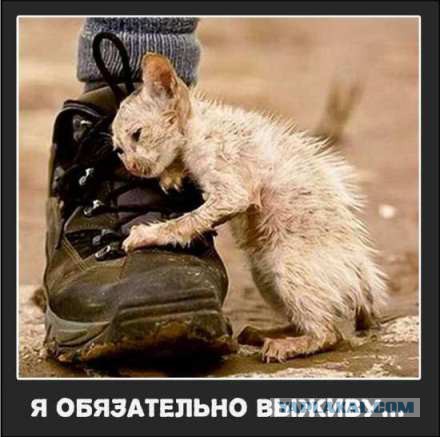 Бродячий котенок остановил молодого человека и попросил забрать его домой