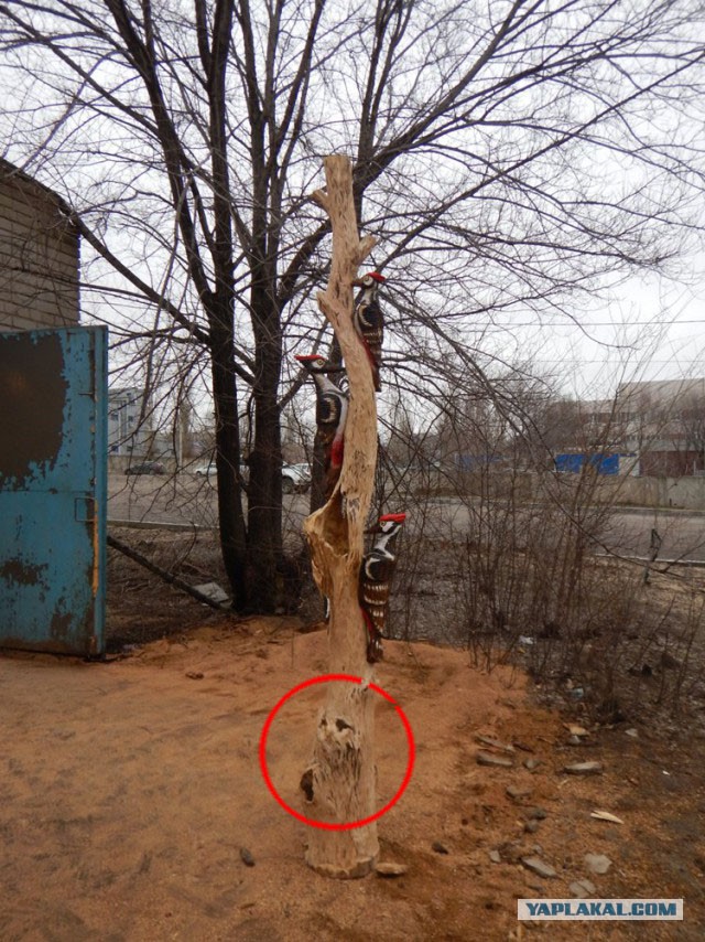 Поцелуй Дятла