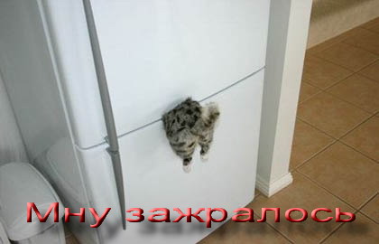 Вторничный котомёт