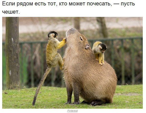 Картинки смешные и тупые