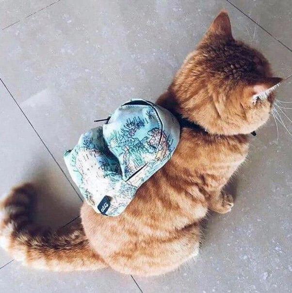 Прикольные животные