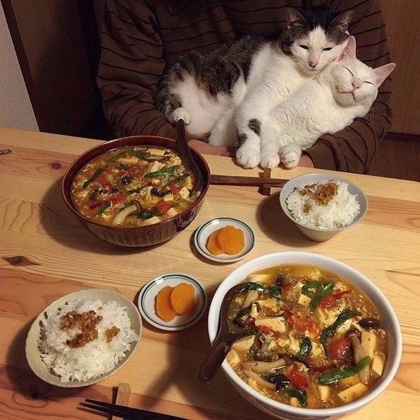 Прикольные животные