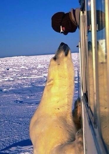 Картинки и приколы из сети