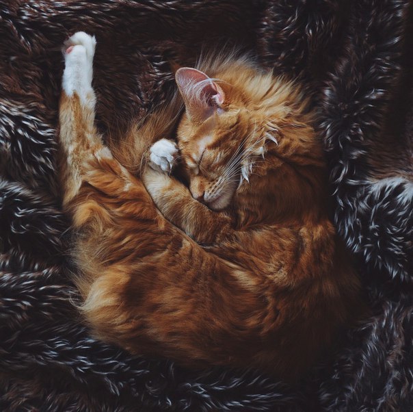 Коты из сети