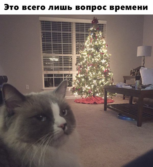 Как поставить елку. Полезный совет