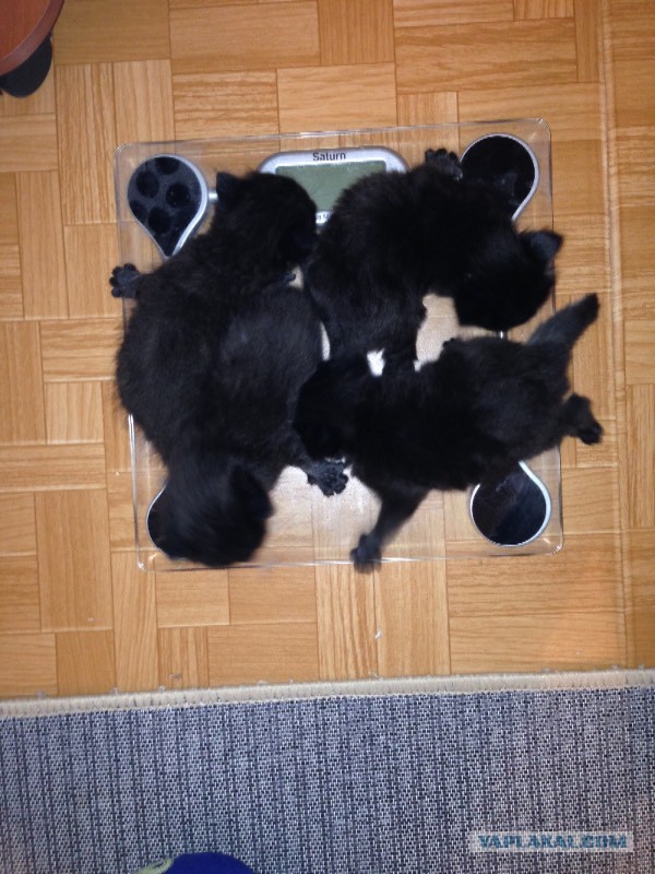 Котовторник 10.01.2017