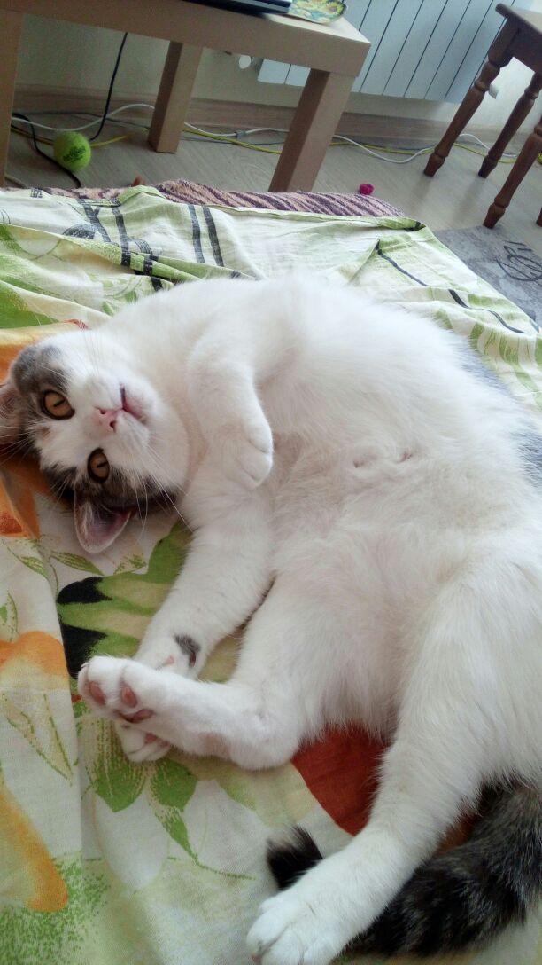 Котовторник 11.07.2017