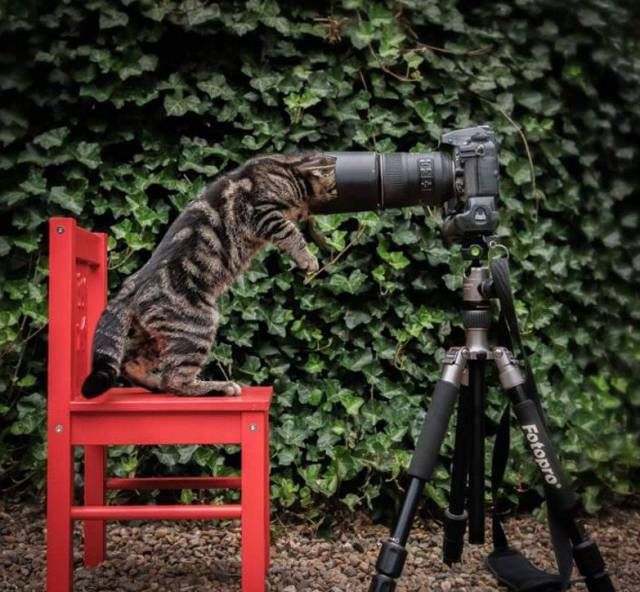Коты и Кошки