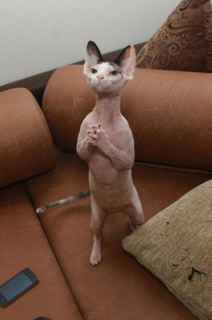 Коты и Кошки
