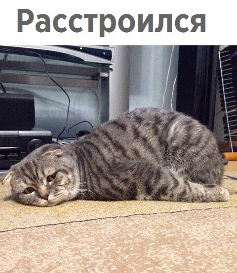 Коты и Кошки