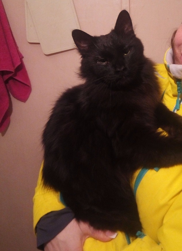 Котовторник 9.01.2018