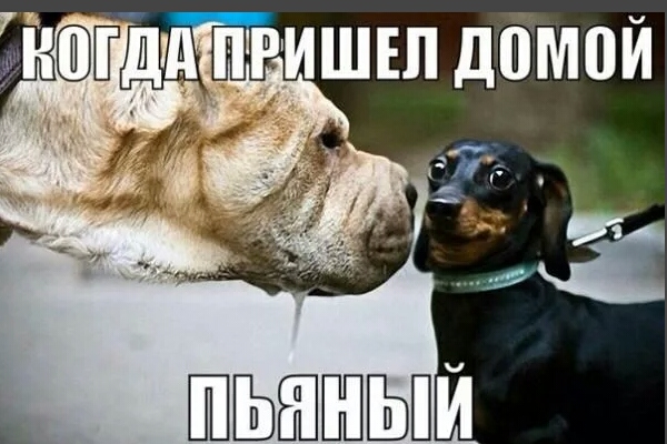 Алкогольный юмор 18+
