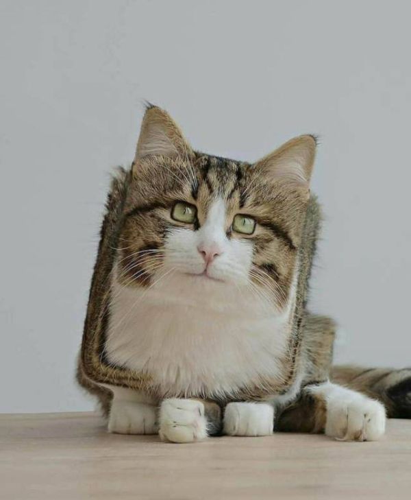 Немного милоты