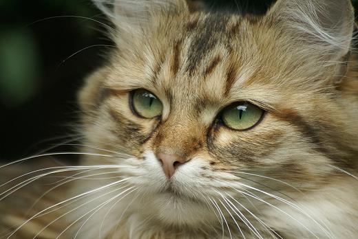 Коты на вторник на ЯПлакалъ (07.10.2008)