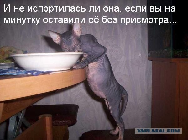 Ура, котовторник!