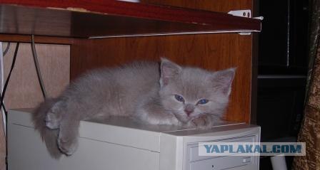 Котовторник на 1-е июня