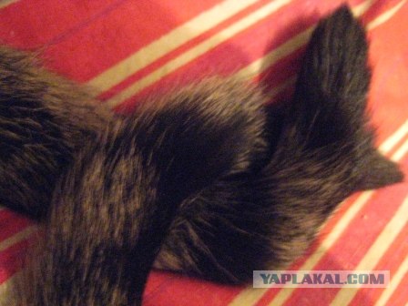 Котовторник - С праздником, котоводы!