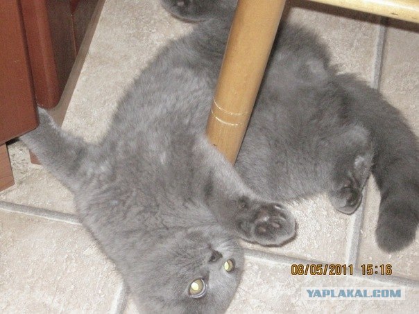Котовторник!