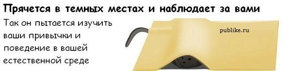 Котовторник! 08.11.11