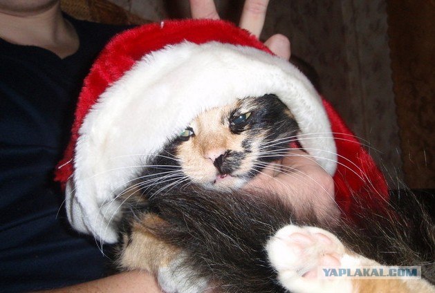 Котовторник 27.12.11