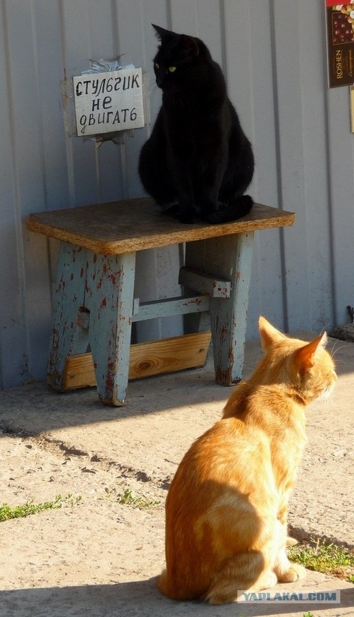 Котовторник (10.01.2012)