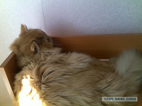 Котовторник 20.03.2012