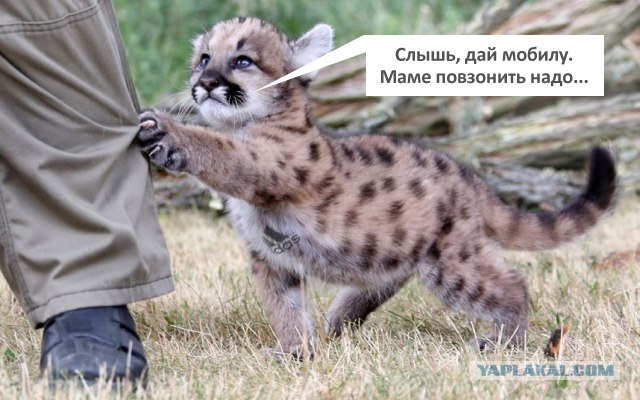Маленькая пума на первой прогулке