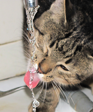 Мой кот занимается йогой..