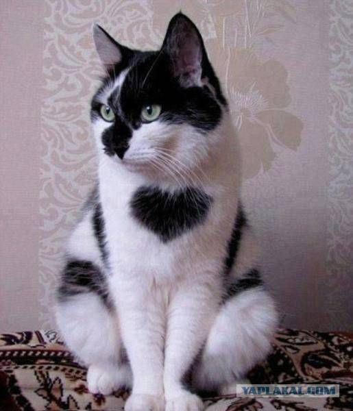 103 картинки для поднятия настроения!