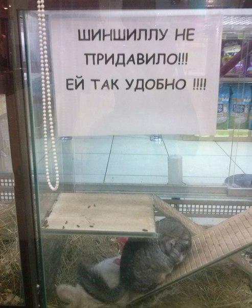 Чуток картинок не про вирус  8.0