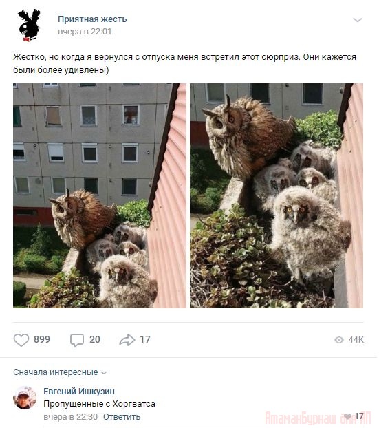 Комментарии к постам в разных группах, которые вызвали улыбку