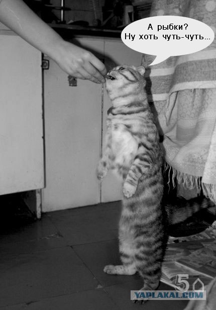 Кормим кота с рук