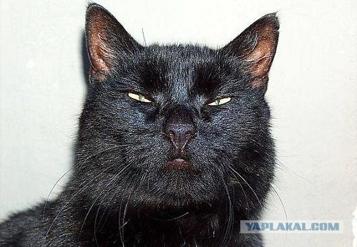 Самый тупой вопрос в Что? Где? Когда?