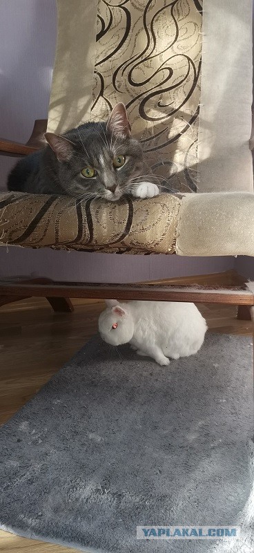 Хоба! Котовторник!
