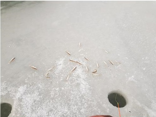 Как я в субботу за корюшкой ездил. Рыболовный пост. Фотоотчет