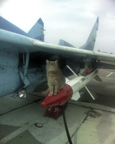 Коты пролетарии