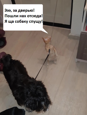 Котовторник. Моему мультяшке 1 год