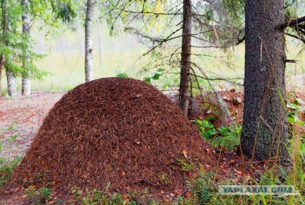 С зарплатой та же фигня