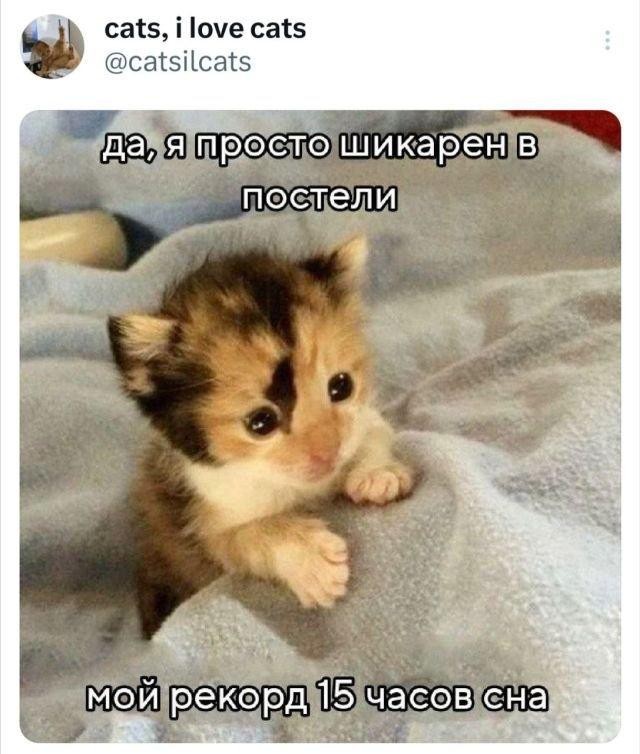 Немного забавных картинок от 11.09.2024