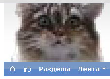 Как поймать кота