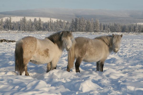 Почему русские не едят лошадей?