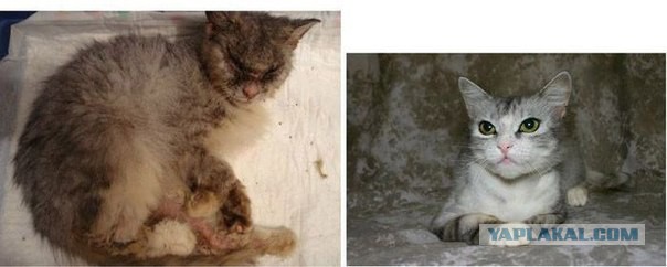 Про спасенных котеек