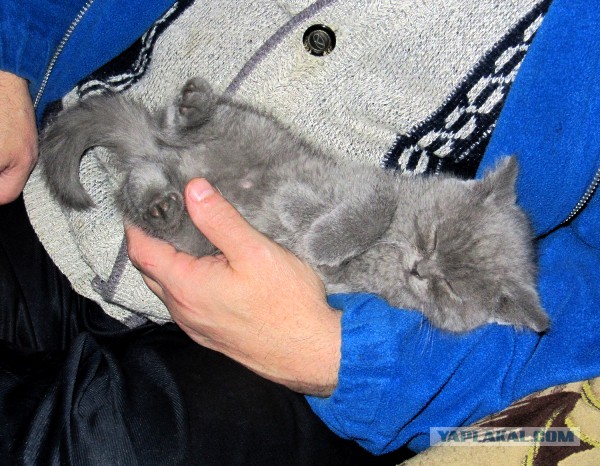 Котовторник 01.04.2014