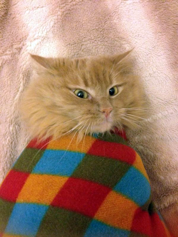 Вторая жизнь кошки