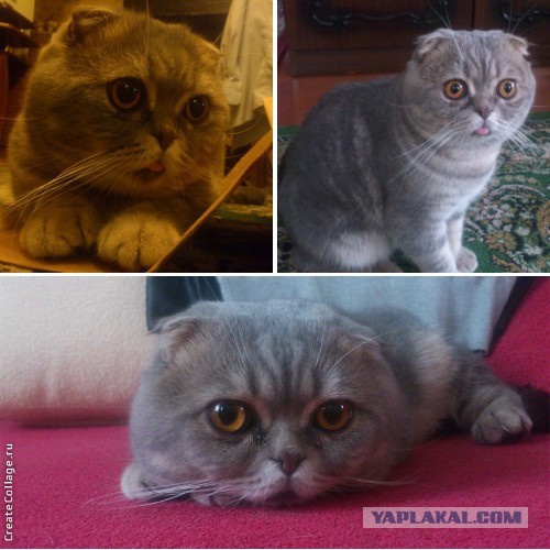 Котовторник 17.06.2014