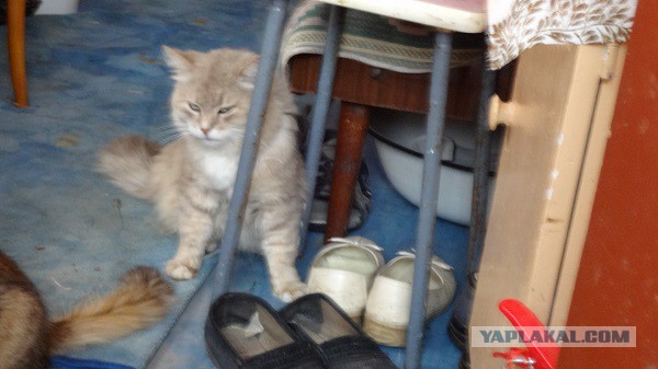 Котовторник 24.06.2014