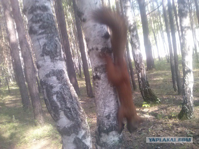 Последнее фото с Вашего телефона.